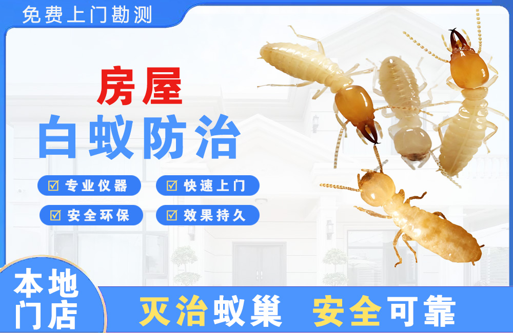 黄山房屋白蚁防治